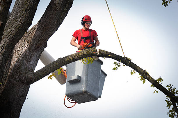 The Steps Involved in Our Tree Care Process in Park City, UT